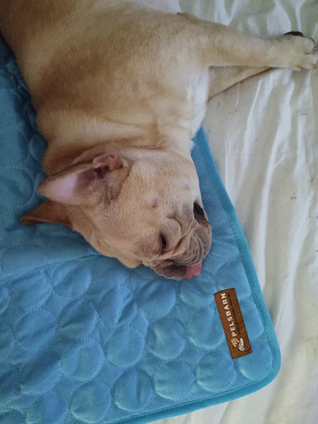 SOLCARE Dog Cooling Pad