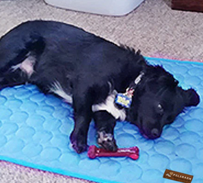 SOLCARE Dog Cooling Pad